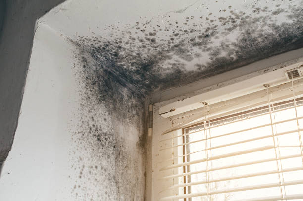 Affordable Mold Removal solutions in Jersey City, NJ