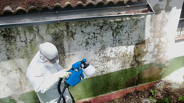 Top rated local Mold Removal specialists in Jersey City, NJ